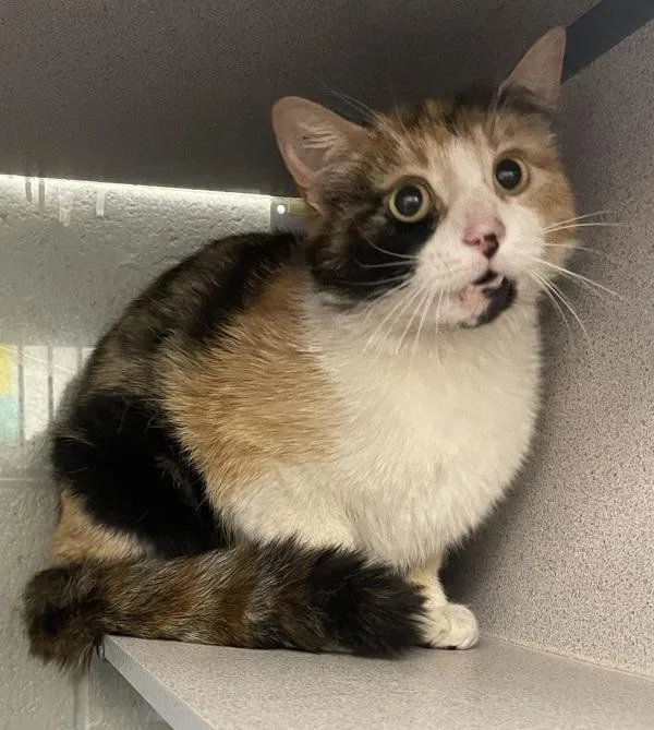 An adult medium-sized female Domestic Short Hair cat named Maple Syrup for adoption in Salt Lake City, UT