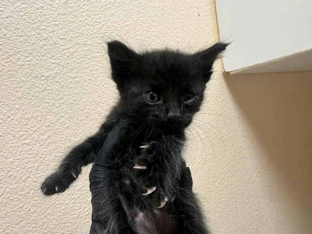 A baby small-sized male Domestic Short Hair cat named Houdini for adoption in Fairfield, CA