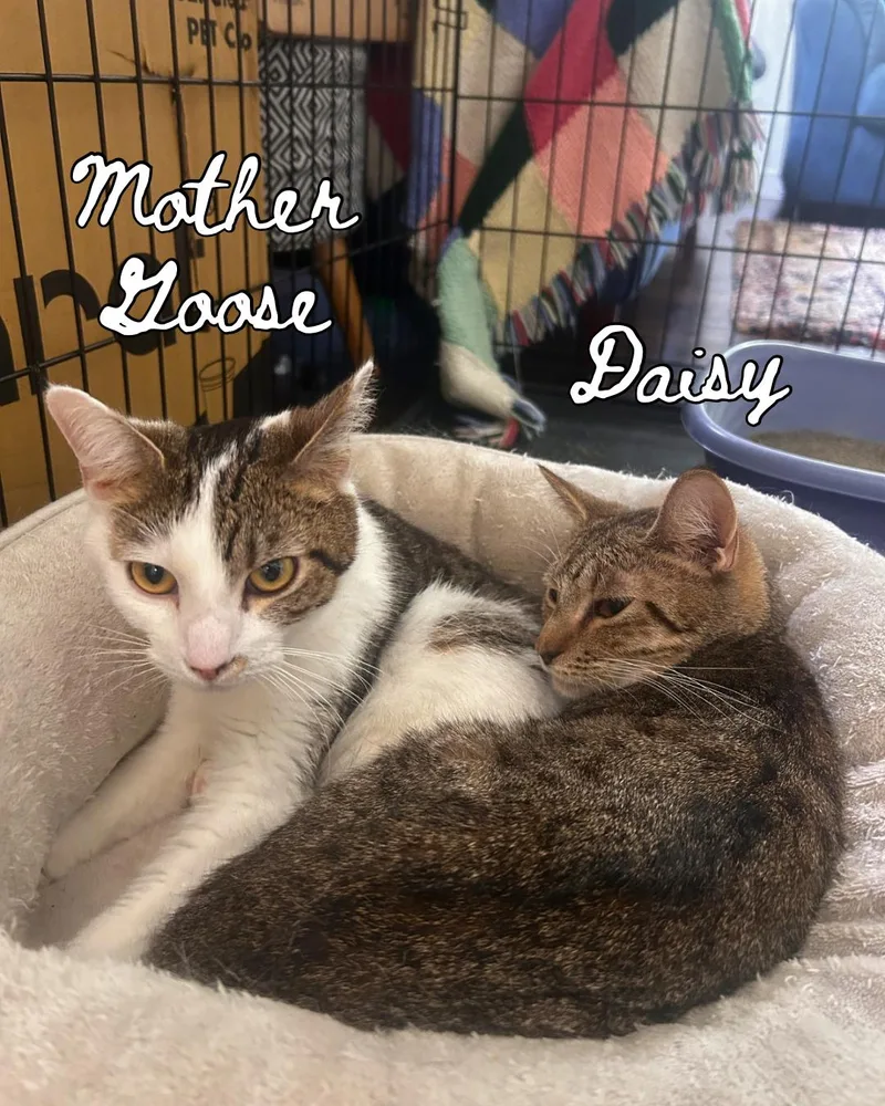 A young medium-sized female Tabby (Brown / Chocolate) Domestic Short Hair cat named Daisy & Mother Goose for adoption in Nashville, TN