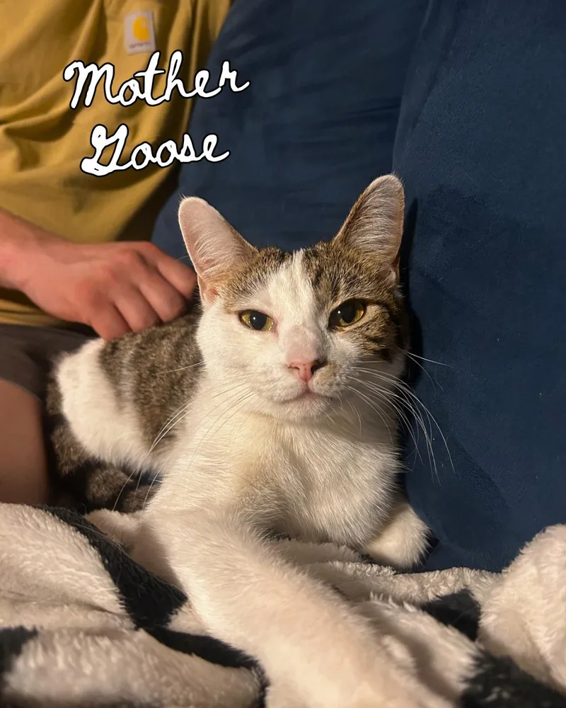 Daisy & Mother Goose thumbnail 2