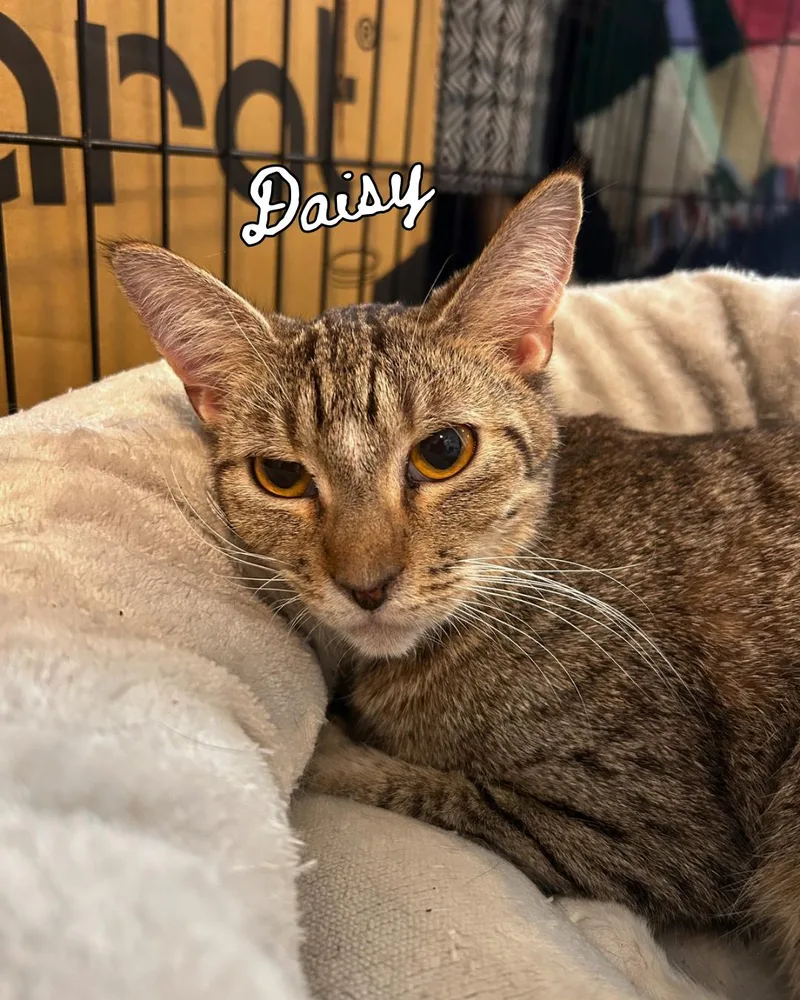 Daisy & Mother Goose thumbnail 3