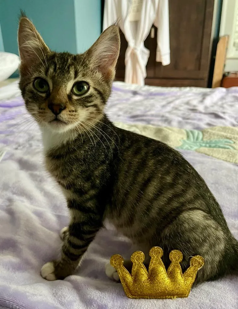 A baby small-sized male Domestic Short Hair cat named Andre for adoption in Hampton, VA