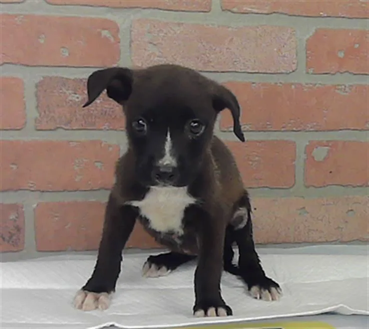 A baby small-sized female Staffordshire Bull Terrier dog named Lilith for adoption in Houston, TX