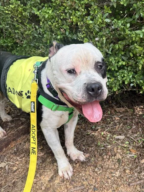 A young large-sized male Mixed Breed dog named Bigsby for adoption in Dallas, TX