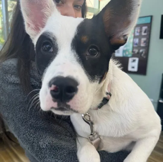 A baby medium-sized female Tricolor (Brown, Black, & White) Terrier dog named Fortiss for adoption in Naperville, IL