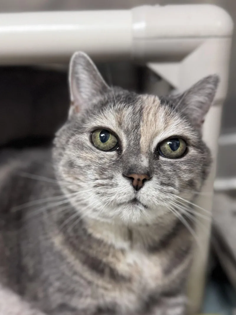 A senior medium-sized female Domestic Medium Hair cat named KiKi for adoption in Brick, NJ