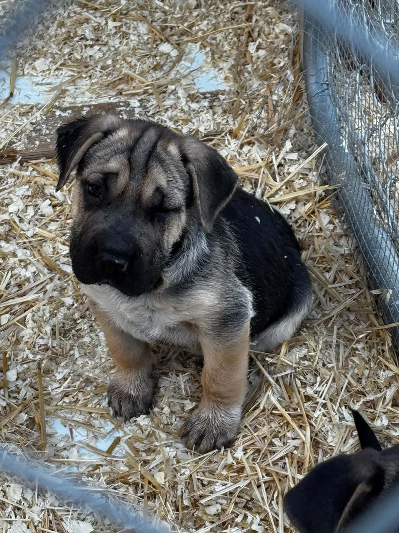 A baby medium-sized male Shepherd dog named Shepherd Mix Puppies for adoption in Bend, OR