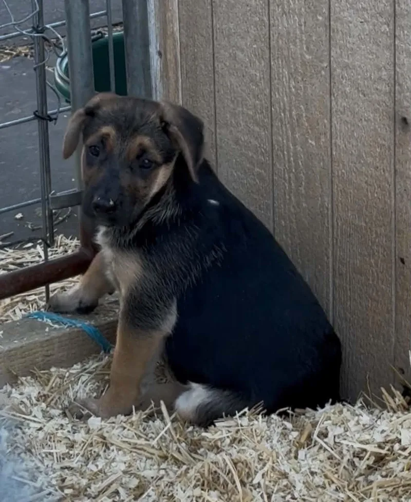Shepherd Mix Puppies thumbnail 2
