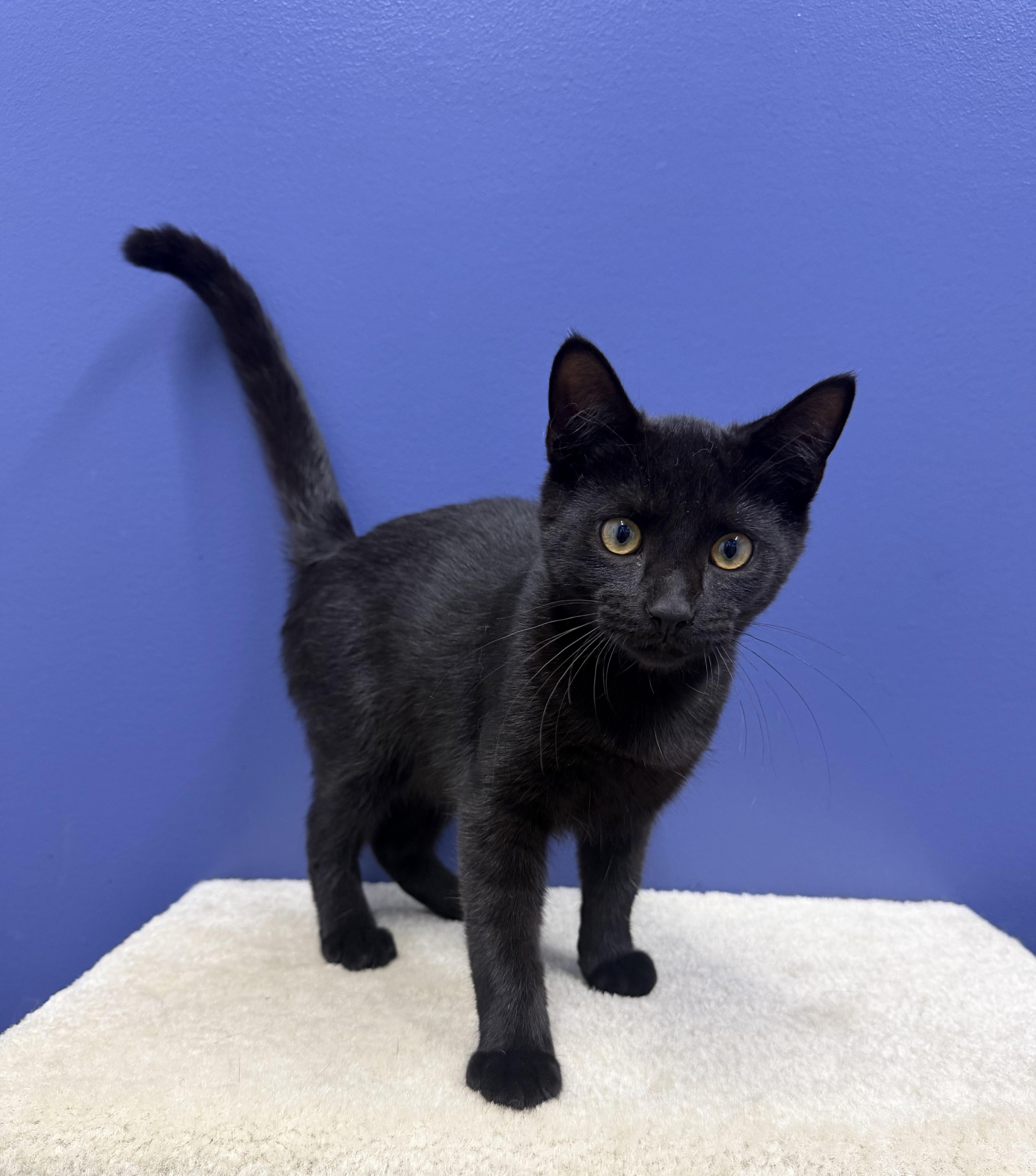 A baby medium-sized male Black Domestic Short Hair cat named Pepper for adoption in High Ridge, MO