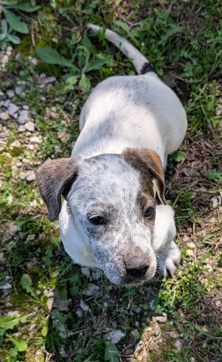 Sherlock Bones thumbnail 2