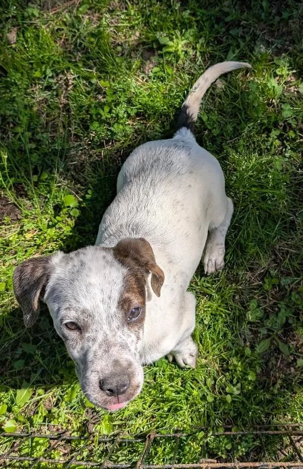 Sherlock Bones thumbnail 3