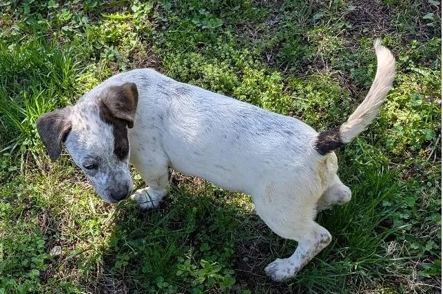 Sherlock Bones thumbnail 4