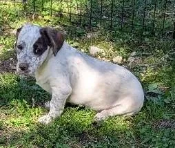 Sherlock Bones thumbnail 5