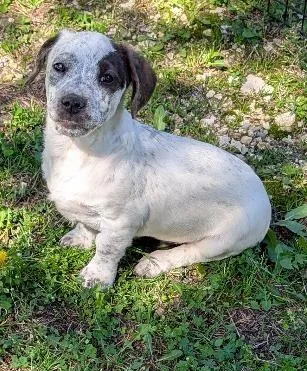 Sherlock Bones thumbnail 6