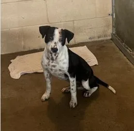 An adult medium-sized male Mixed Breed dog named Saber for adoption in West Chester, PA