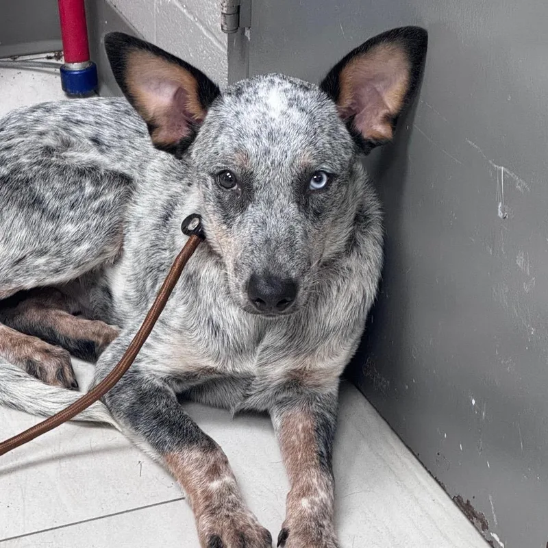 A young medium-sized male Gray / Blue / Silver Australian Cattle Dog / Blue Heeler dog named Kirby for adoption in Lufkin, TX