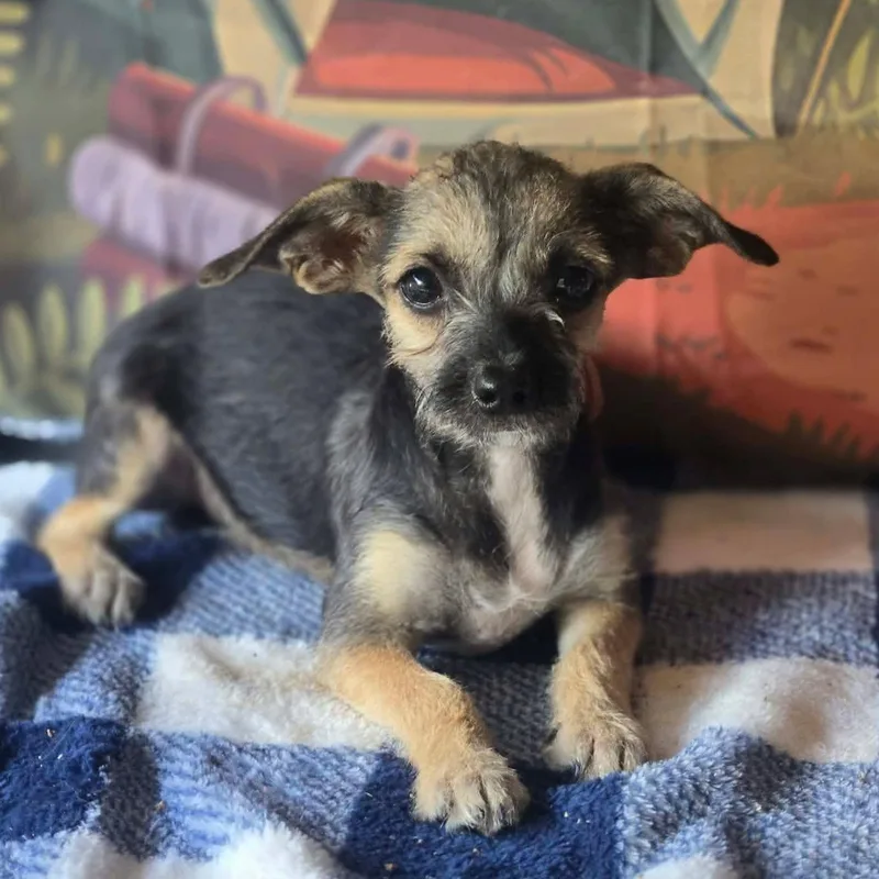 A young small-sized male Chihuahua dog named Bashful for adoption in Tylertown, MS