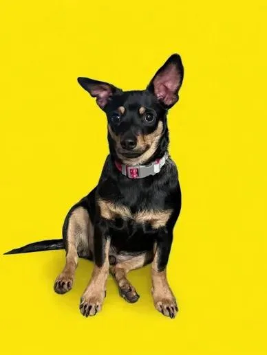 A young small-sized male Chihuahua dog named Xander for adoption in Georgetown , CA