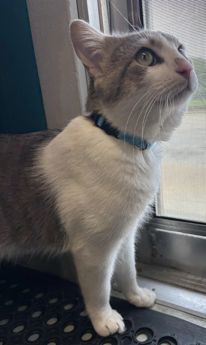 An adult medium-sized male White Domestic Short Hair cat named Bug for adoption in Plano, TX