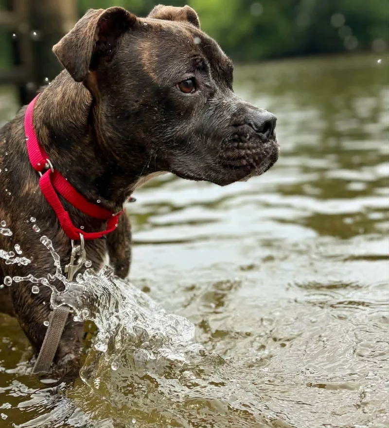 An adult medium-sized male Brindle Boxer dog named Bruno for adoption in Colonial Heights, VA