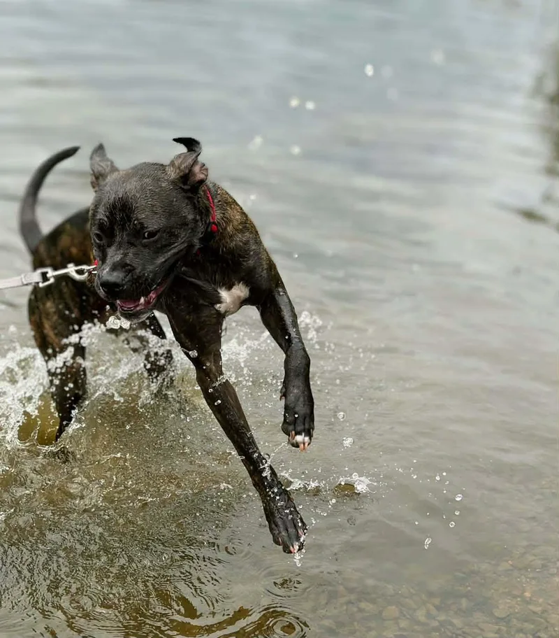 Bruno thumbnail 2