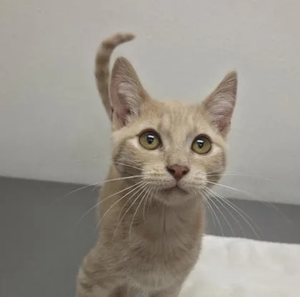 A baby small-sized male Domestic Short Hair cat named Yoda for adoption in Eugene, OR