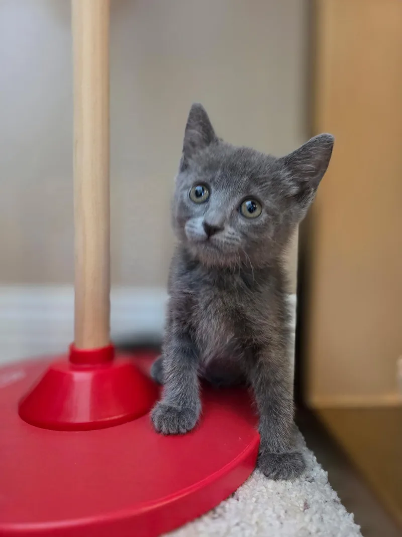 A baby medium-sized female Domestic Short Hair cat named Peppa for adoption in Santa Ana, CA