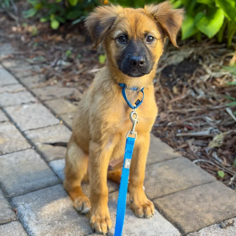 A baby medium-sized male Red / Chestnut / Orange Shepherd dog named Mozart for adoption in Yaphank, NY