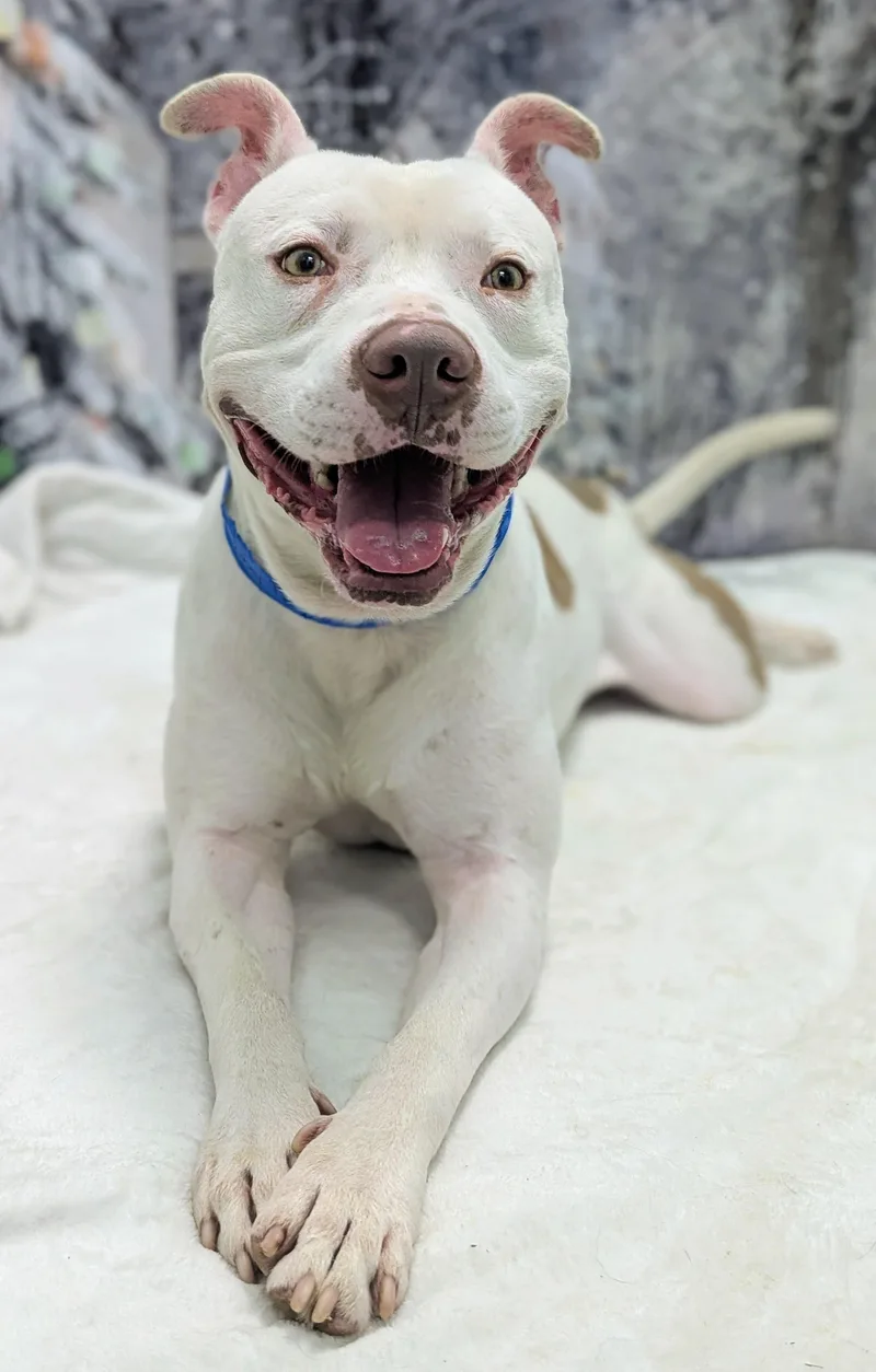 A young medium-sized male White / Cream Pit Bull Terrier dog named Bunnywatch My Video for adoption in Houston, TX