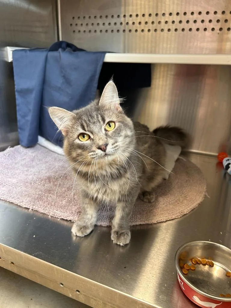 A young medium-sized male Domestic Medium Hair cat named Spoons for adoption in Minot, ND