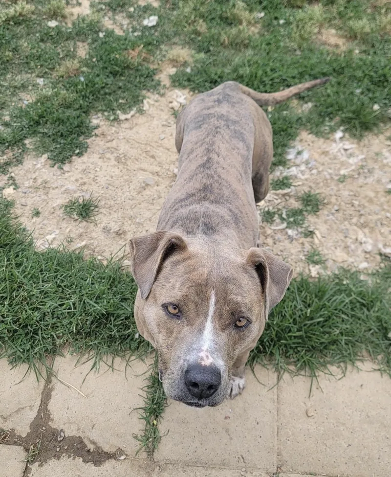 An adult large-sized female Brindle Pit Bull Terrier dog named Belarie for adoption in Tullahoma, TN