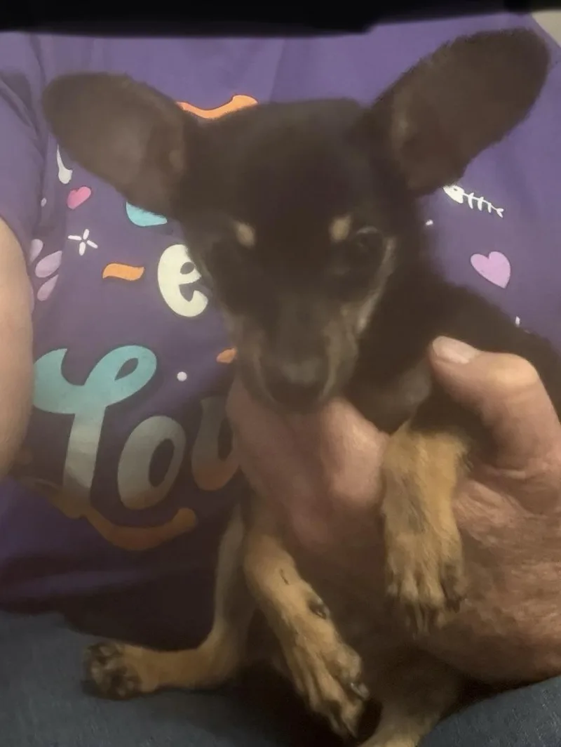 A young small-sized male Black Chihuahua dog named Martin for adoption in Fresno, CA