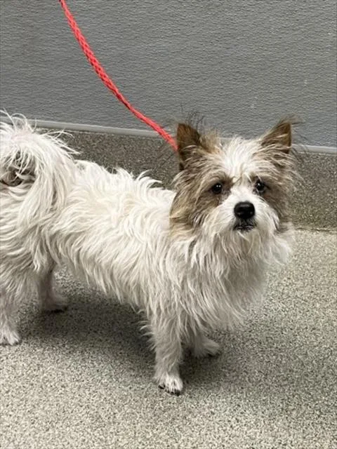 An adult small-sized male Terrier dog named Drako for adoption in Las Vegas, NV