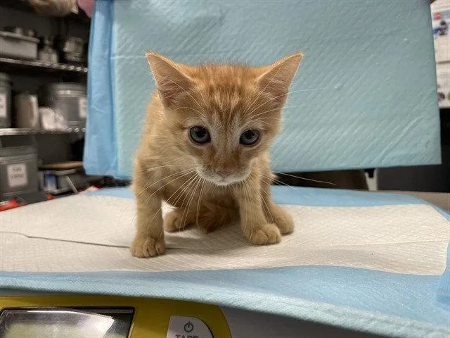 A baby small-sized male Orange / Red Domestic Short Hair cat named Bruce Almighty for adoption in Tavares, FL