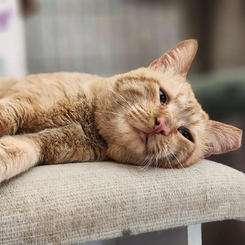 An adult medium-sized male Tabby (Orange / Red) Domestic Short Hair cat named Ollie for adoption in Queen Creek, AZ