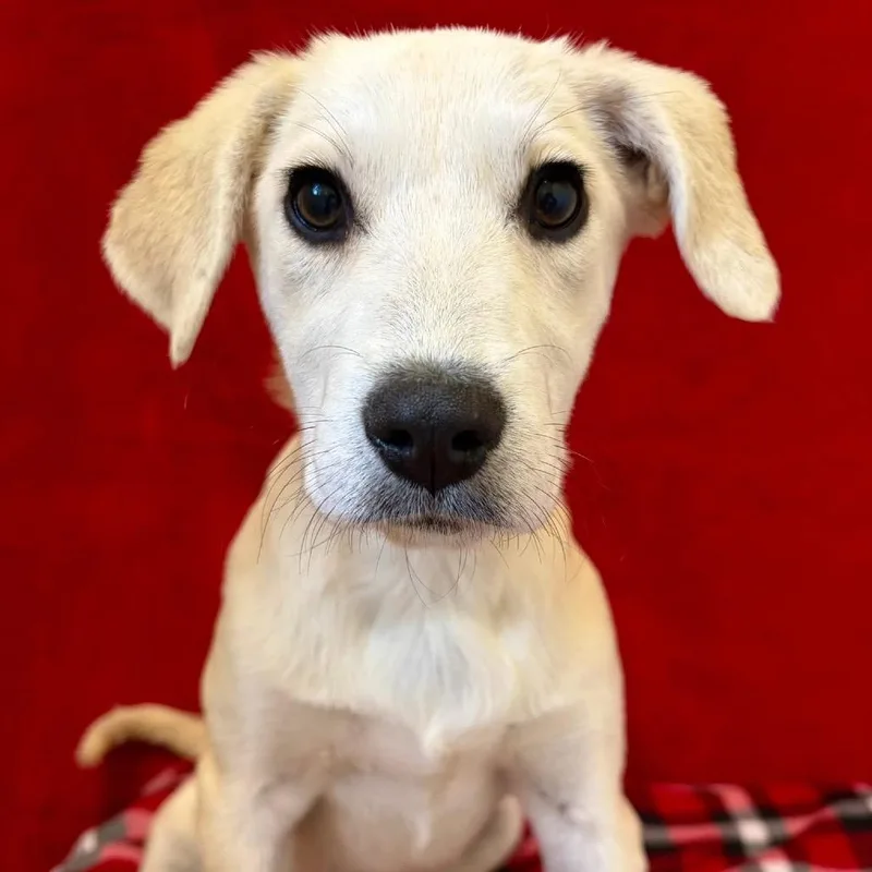 A baby medium-sized female White / Cream Anatolian Shepherd dog named Smoothie for adoption in Pekin, IL