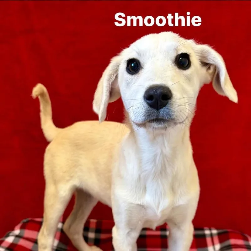 Smoothie thumbnail 4