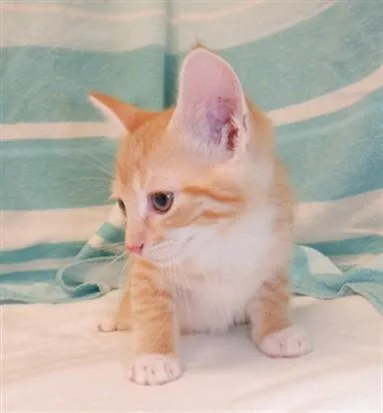 A baby small-sized male Domestic Short Hair cat named Sam for adoption in San Jose, CA