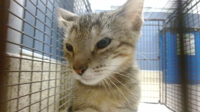 A baby small-sized male Domestic Short Hair cat named Melon for adoption in Miami, FL