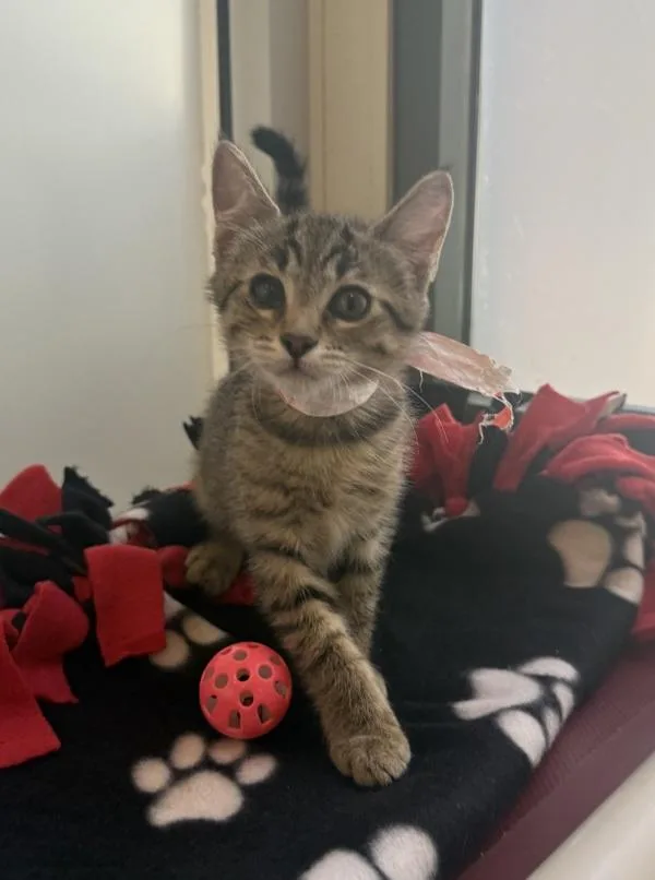 A baby small-sized female Domestic Short Hair cat named Dahlia for adoption in Dublin, CA