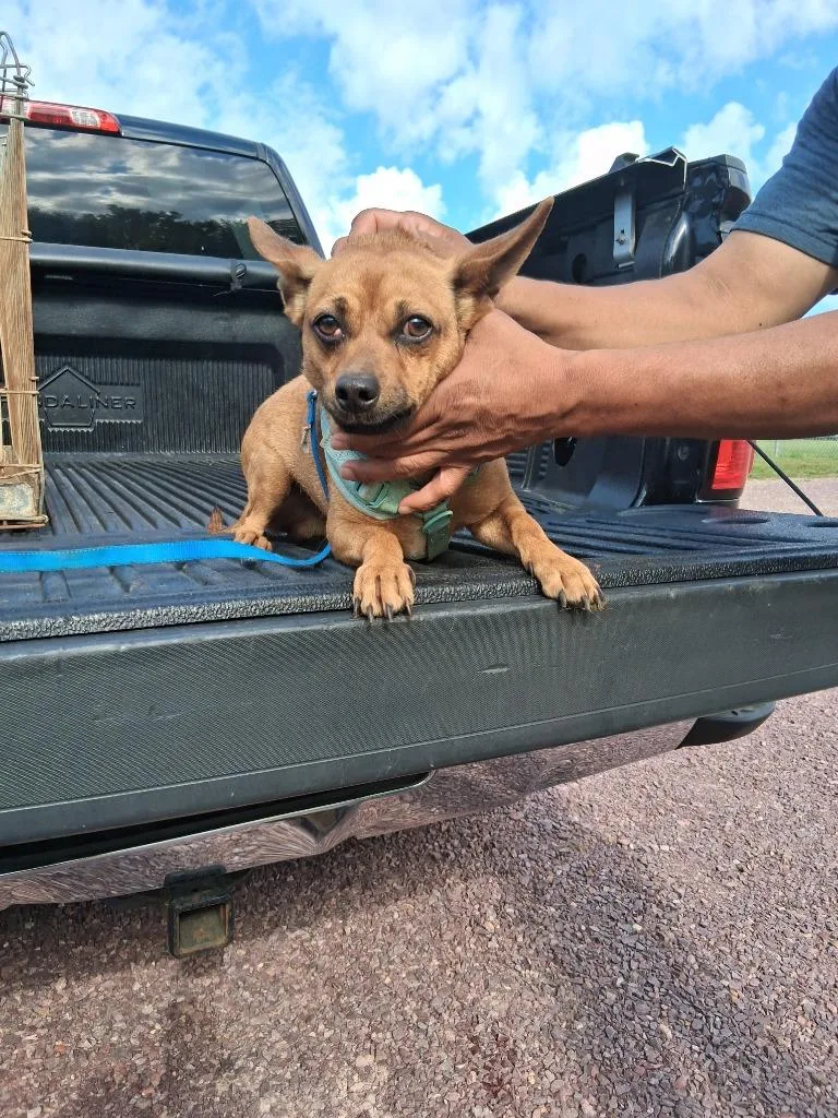 A young small-sized male Chihuahua dog named Brownie for adoption in Saint James, MN