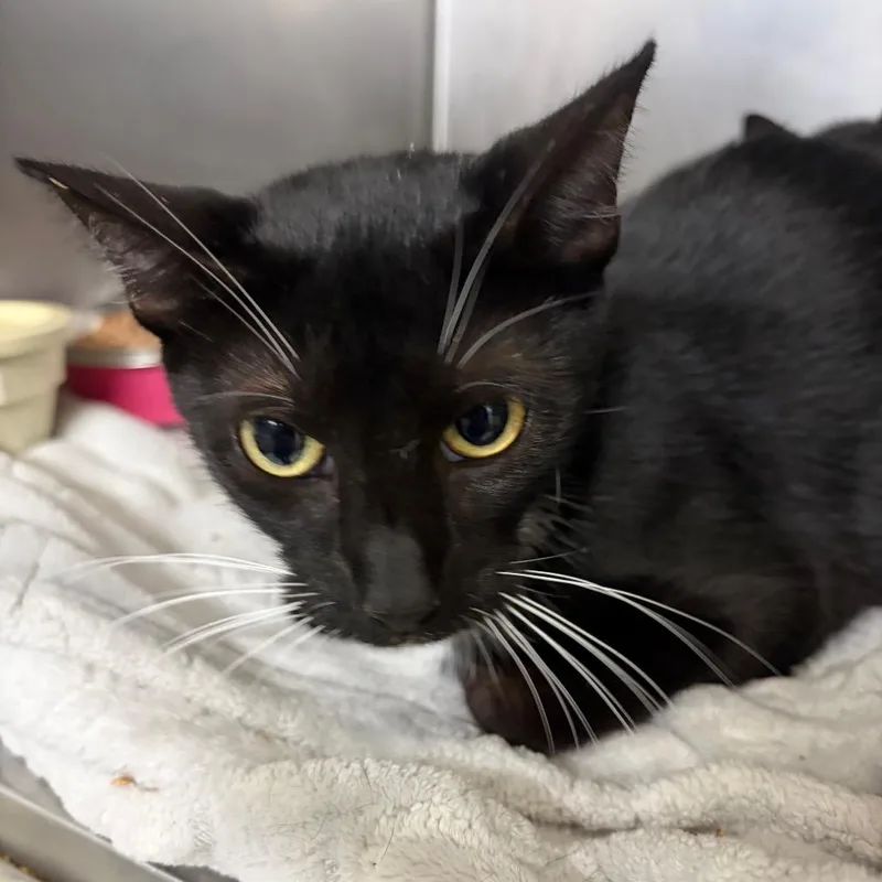 A young medium-sized female Black Domestic Short Hair cat named Astrid for adoption in Lake Jackson, TX