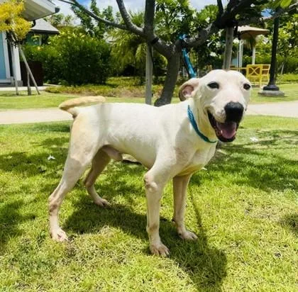 An adult medium-sized male Hound dog named Alto for adoption in Honolulu, HI