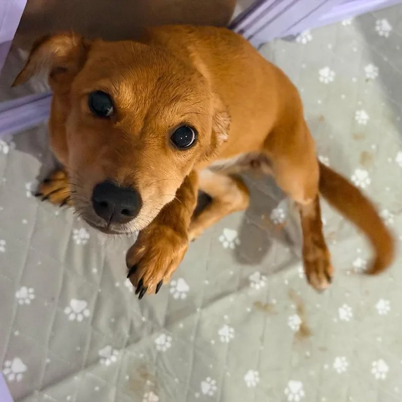 A baby small-sized female Brown / Chocolate Dachshund dog named Nibblet for adoption in Columbia Station, OH