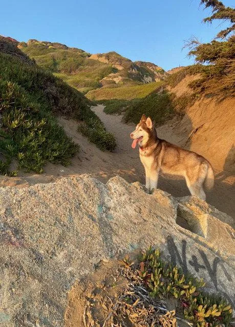 An adult medium-sized female Siberian Husky dog named Stormy for adoption in Walnut Creek, CA