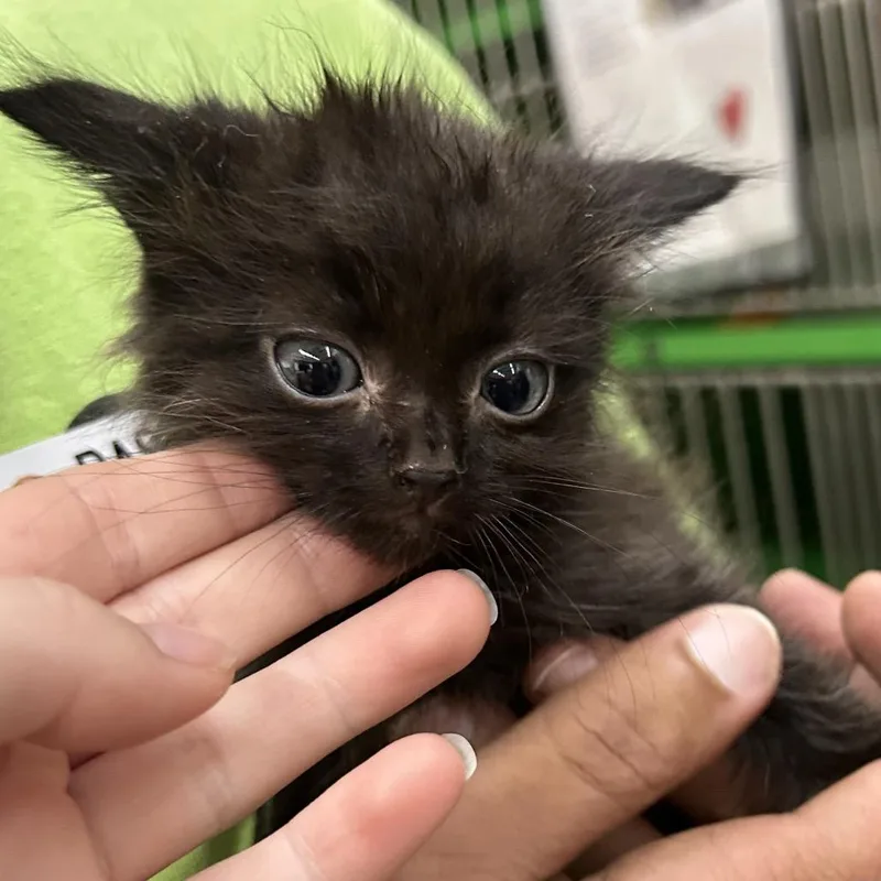 A baby small-sized male Black Domestic Short Hair cat named Ed for adoption in Point Richmond, CA