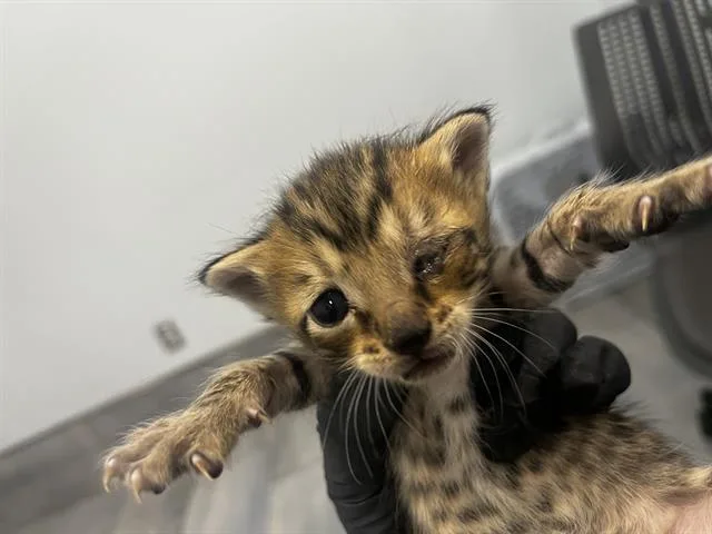 A baby small-sized female Domestic Short Hair cat named A for adoption in Charlotte, NC