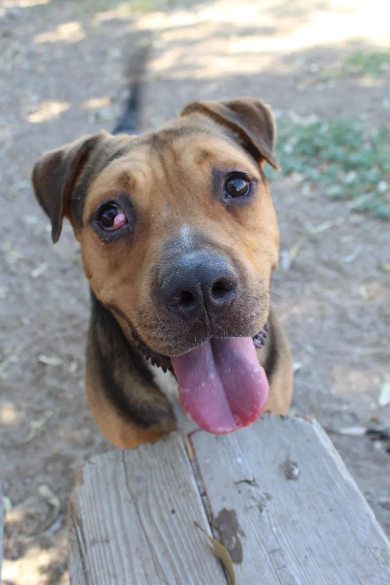 Cactus Jack thumbnail 3