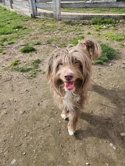 An adult large-sized female Old English Sheepdog dog named Ruffles for adoption in Methuen, MA