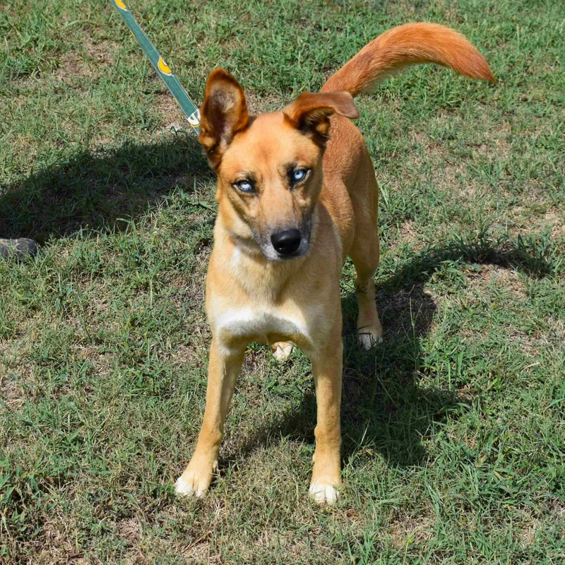 An adult medium-sized female Yellow / Tan / Blond / Fawn Mixed Breed dog named Cora for adoption in Searcy, AR